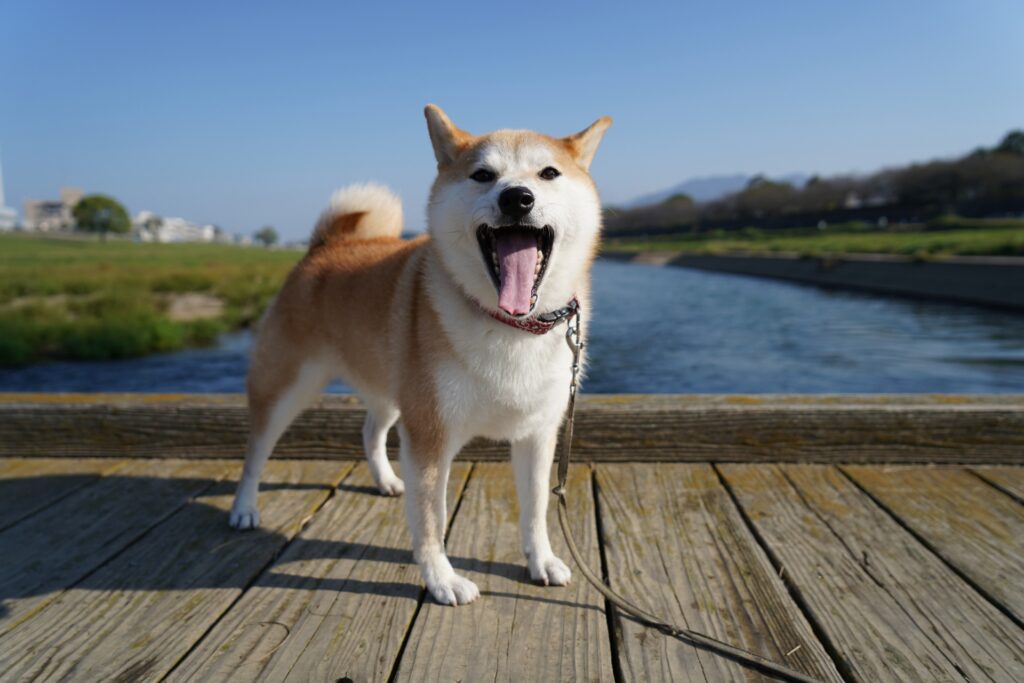 あくびする犬