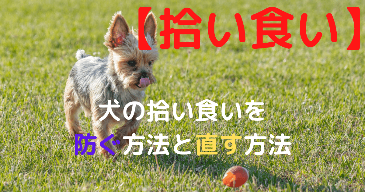 拾い食い 犬の拾い食いを防ぐ方法と直す方法 犬野郎ブログ