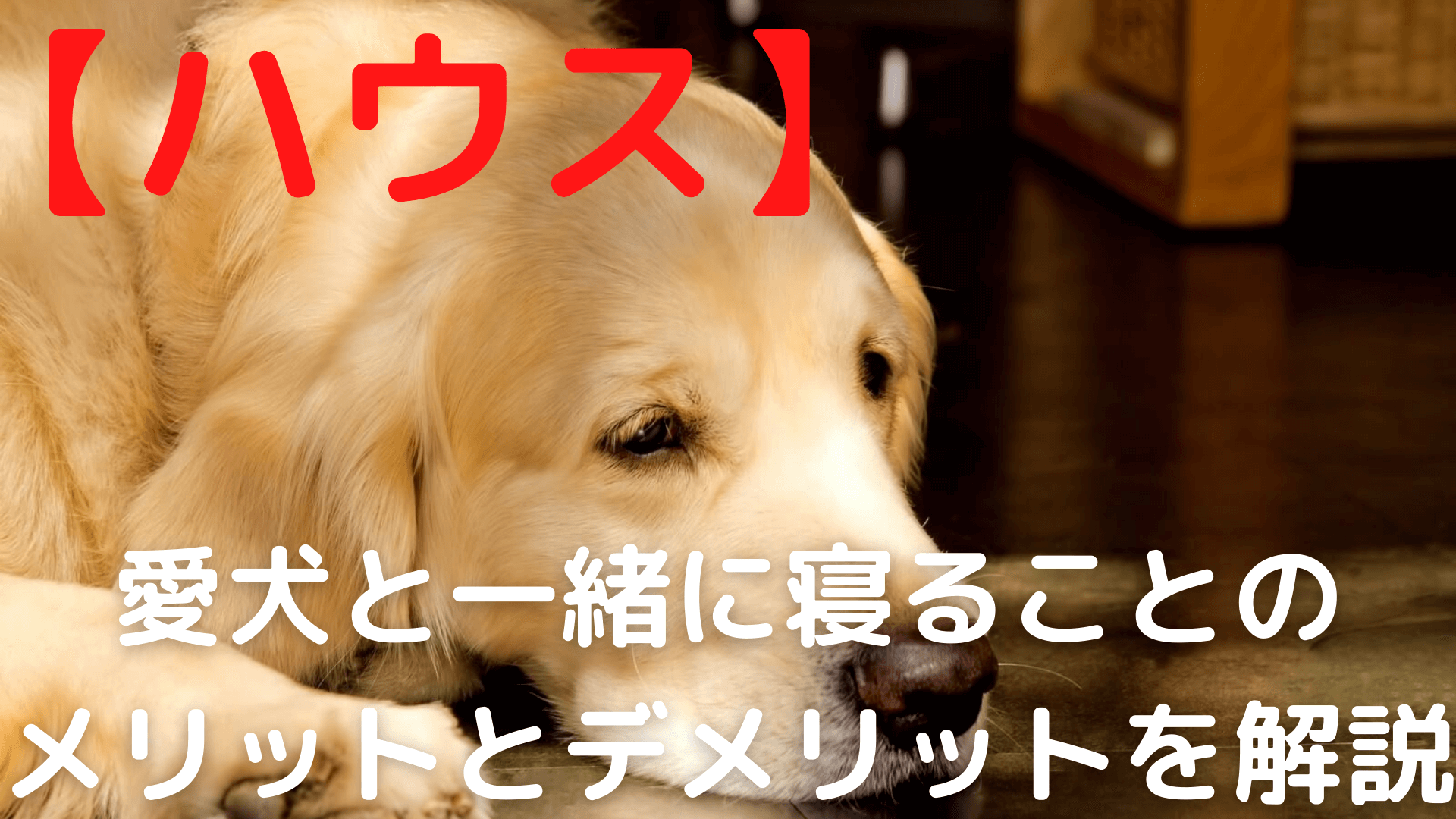 ハウス 愛犬と一緒に寝ることのメリット3選とデメリット3選 犬野郎ブログ