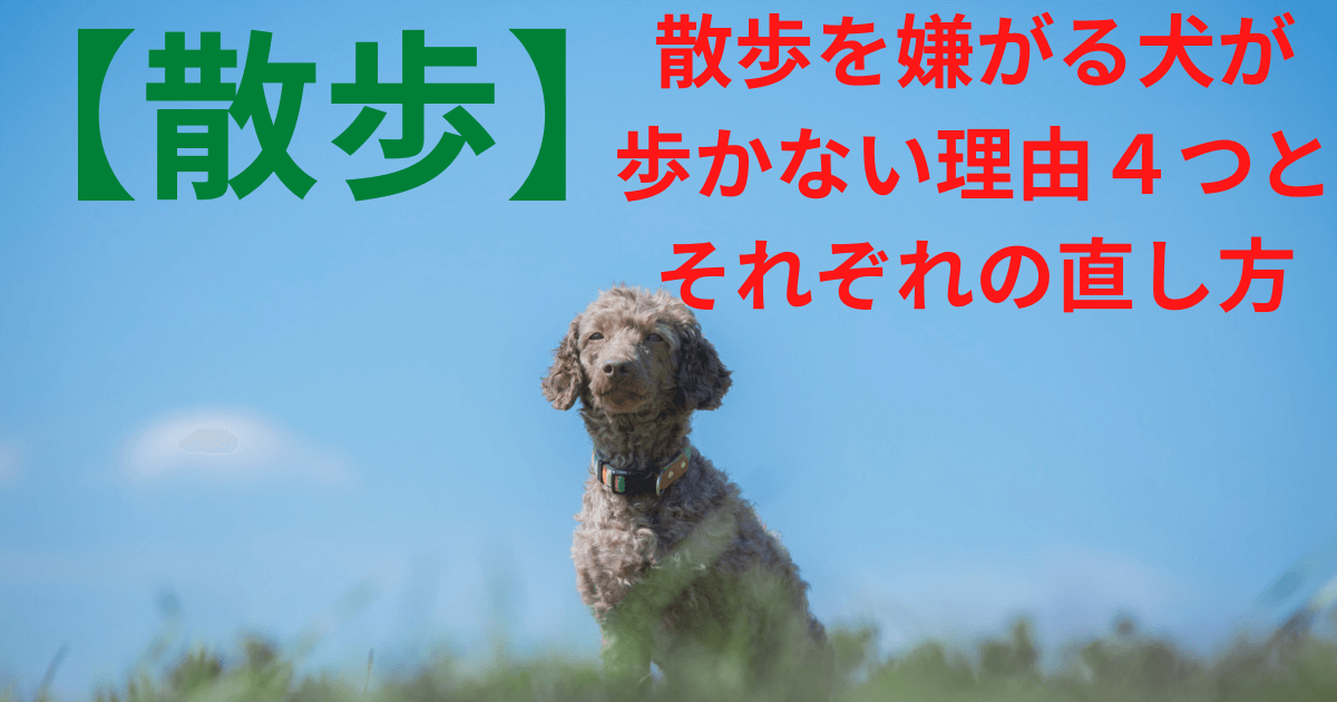 佇む犬