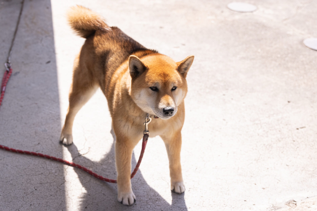 うなる犬